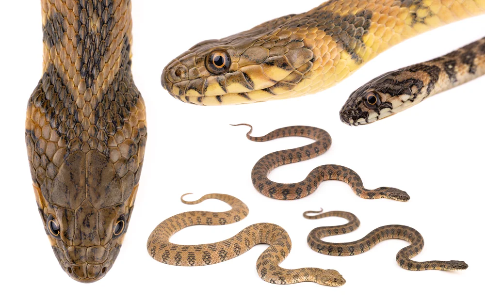 حنش الماء (Natrix maura): الرأس من الأعلى بصفائحه الكبيرة، وصور مقرّبة لفرد بالغ وآخر صغير تُظهر الحدقة المستديرة المعتادة، وأفراد عدة تُبرز تنوّع أنماط التلوين، المغرب