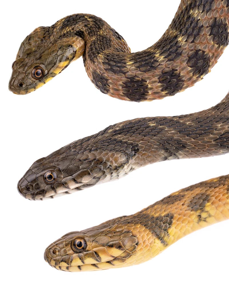 ثلاثة أفراد من حنش الماء (Natrix maura) تُظهر تنوّع الألوان، من البني والأخضر إلى الأحمر والأصفر، المغرب