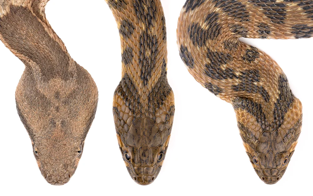 من اليسار إلى اليمين: الأفعى الموريطانية (Daboia mauritanica)، حنش الماء (Natrix maura)، حنش الماء في وضعية دفاعية. الأفعى: حراشف صغيرة على أعلى الرأس. حنش الماء: صفائح كبيرة، حتى في وضعية الدفاع، المغرب