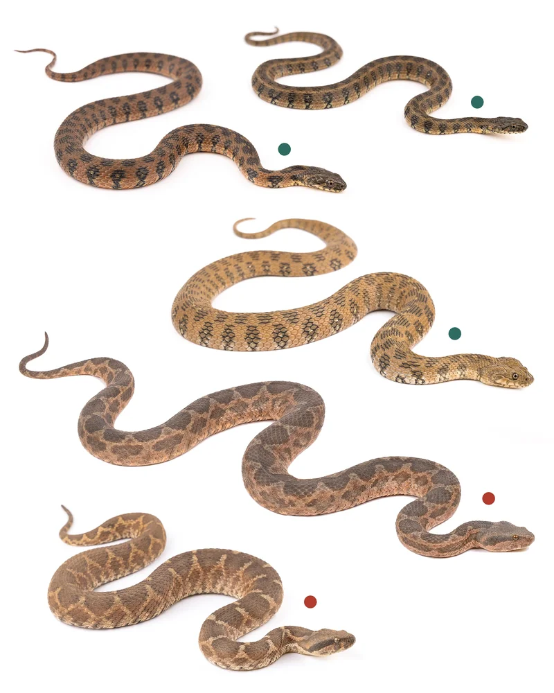 حنش الماء (Natrix maura), الأفعى الموريطانية (Daboia mauritanica). لكليهما بقع داكنة على الظهر، لذا لا يكفي نقش الجسم وحده: انظر إلى الرأس، المغرب