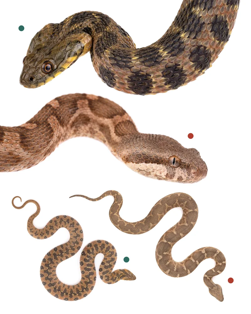 حنش الماء (Natrix maura), الأفعى الموريطانية (Daboia mauritanica). حنش الماء: حدقة مستديرة وصفائح كبيرة على الرأس. الأفعى: حدقة عمودية وحراشف صغيرة على الرأس، المغرب