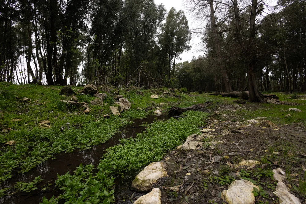 موئل حنش الماء: جدول صغير يصل بين أراضٍ فلاحية وغابة صغيرة، قرب الوليدية، المغرب