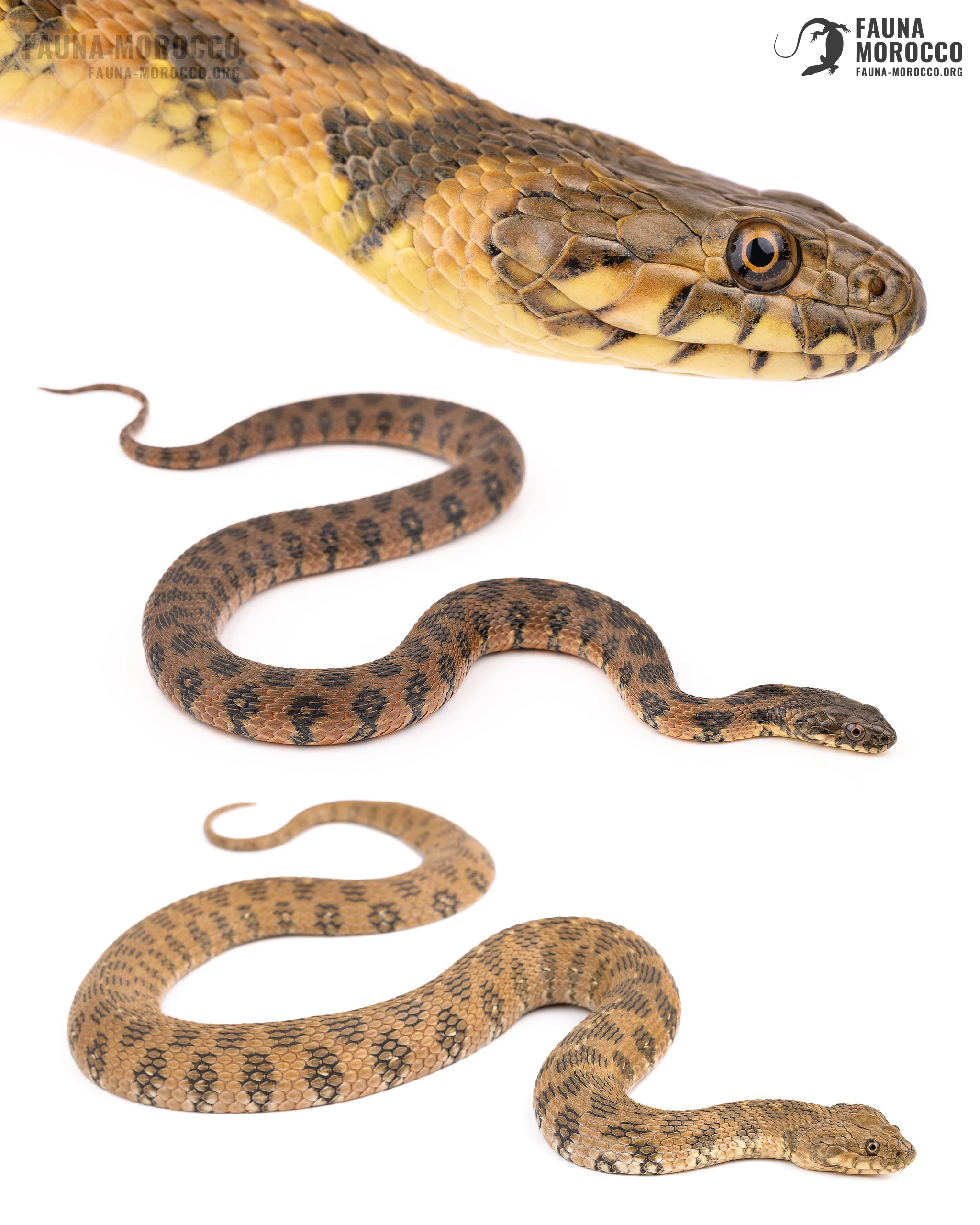 حنش الماء (Natrix maura)، المغرب