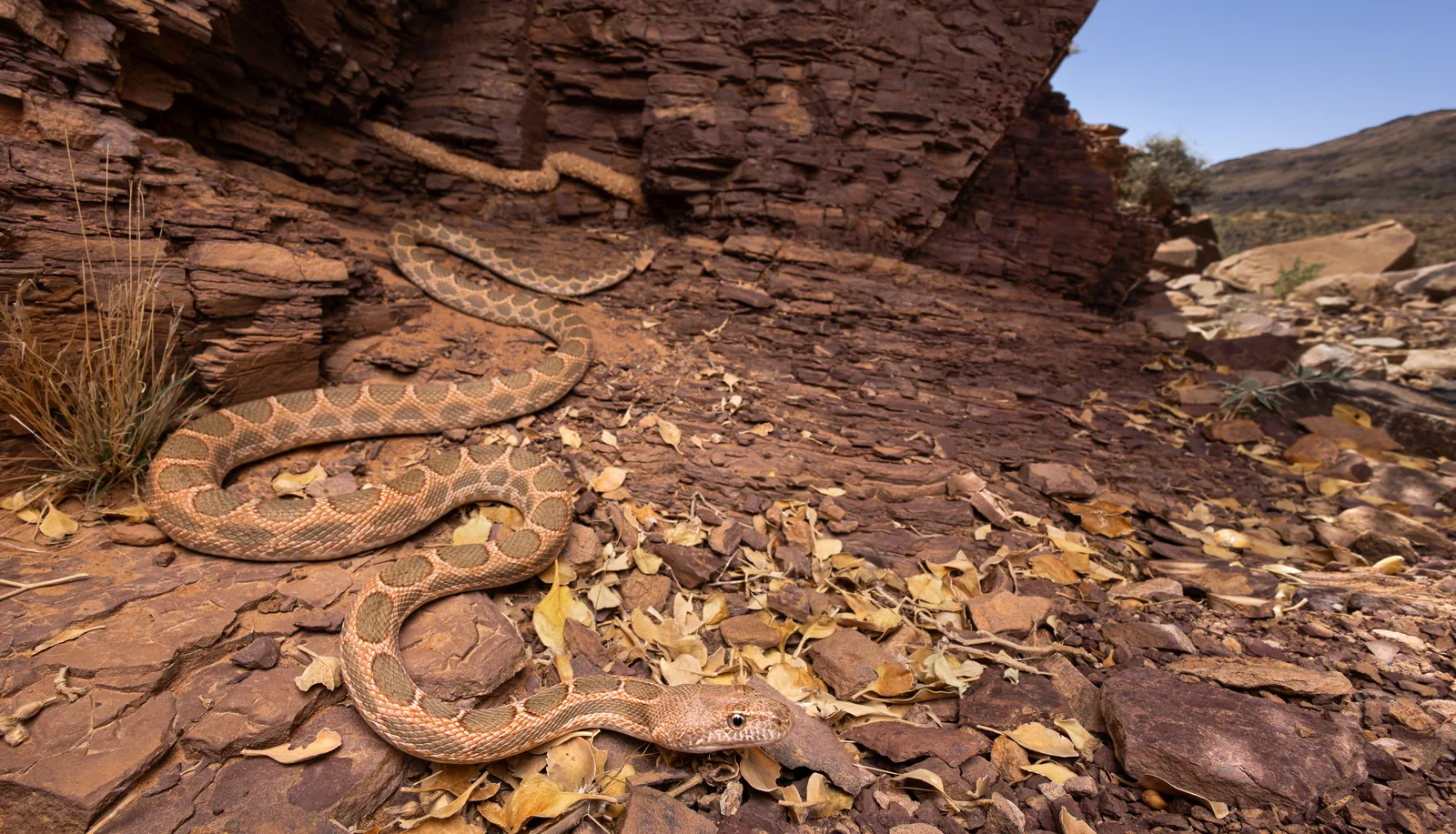 Couleuvre à diadème du Maghreb (Spalerosophis dolichospilus) dans les feuilles sèches d'un canyon rocheux, Maroc