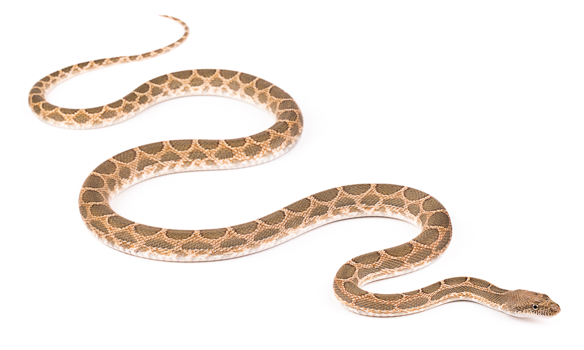 Couleuvres à diadème (Spalerosophis), Morocco