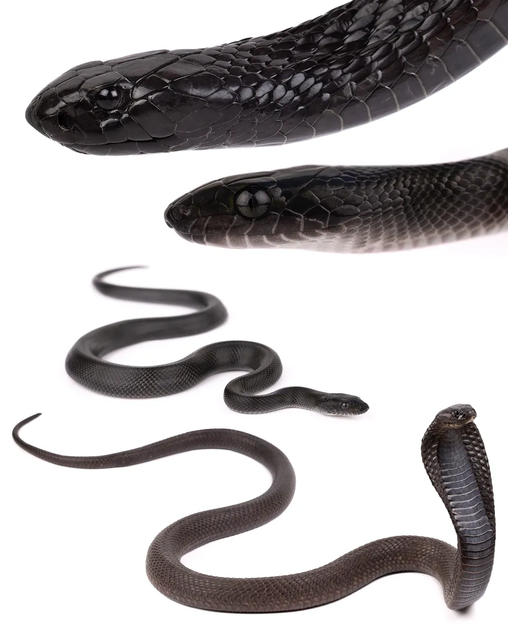 Cobra égyptien (Naja haje) et Serpent des maisons africain (Boaedon fuliginosus) comparés, ventre et œil