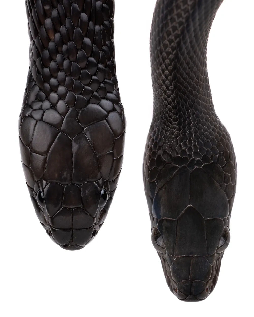 Écailles du dessus de la tête d'un Cobra égyptien (Naja haje) et d'un Serpent des maisons africain (Boaedon fuliginosus)