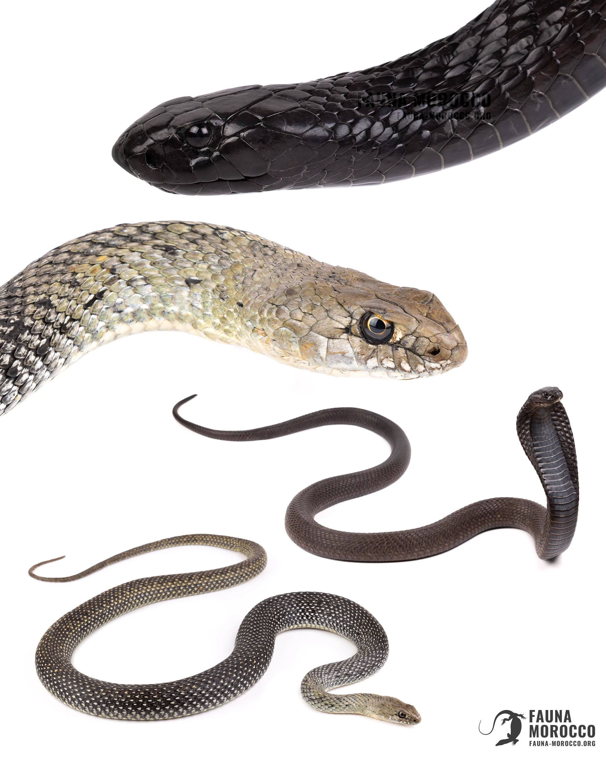 مقارنة بين كوبرا مصرية (Naja haje) بالغة وثعبان مونبلييه (Malpolon monspessulanus) من الحجم نفسه: اللون والحلقة البرتقالية حول العين