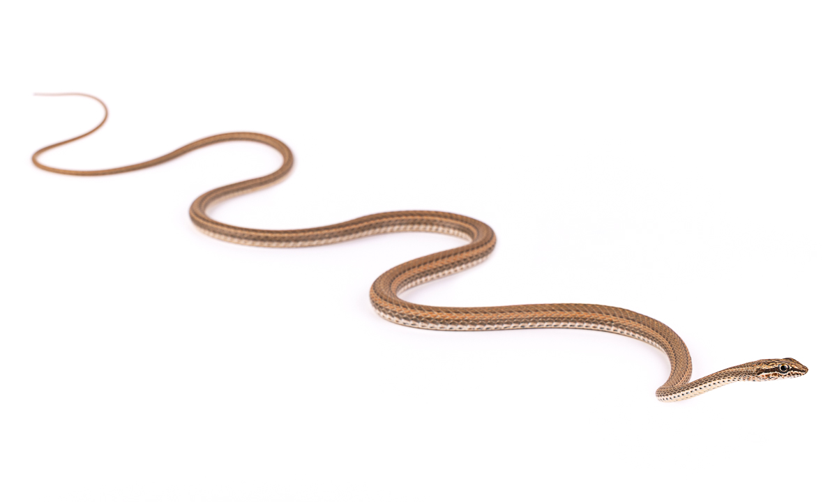 Psammophiidae Sand Snakes Morocco - Desert Snake Family