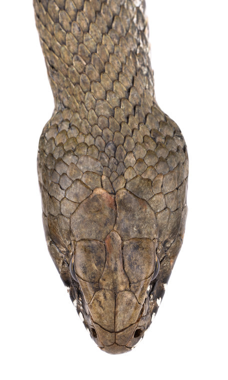Montpellier Snakes, head, Morocco