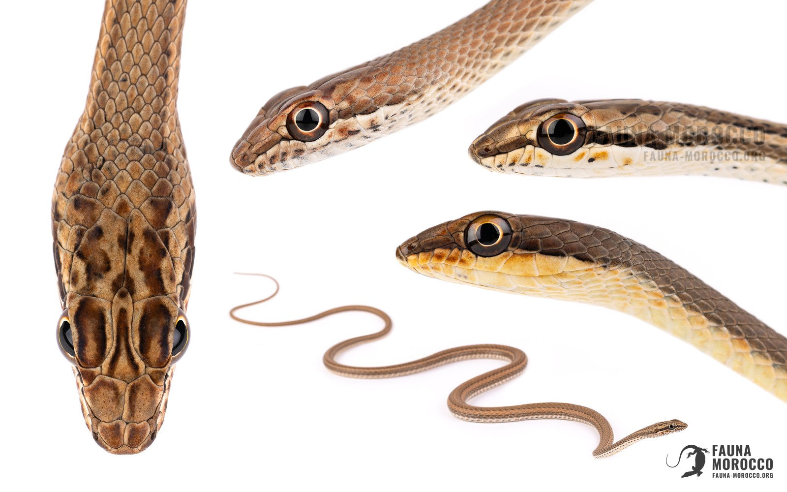 Psammophis, identification, Morocco