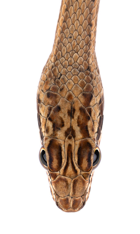 Sand Racer, head, Morocco