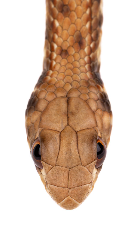 False Cobra, head, Morocco