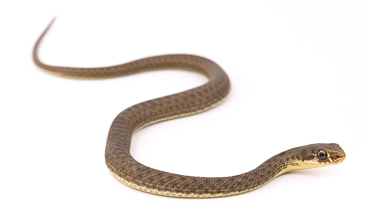 Eastern Montpellier Snake (Malpolon insignitus), Morocco