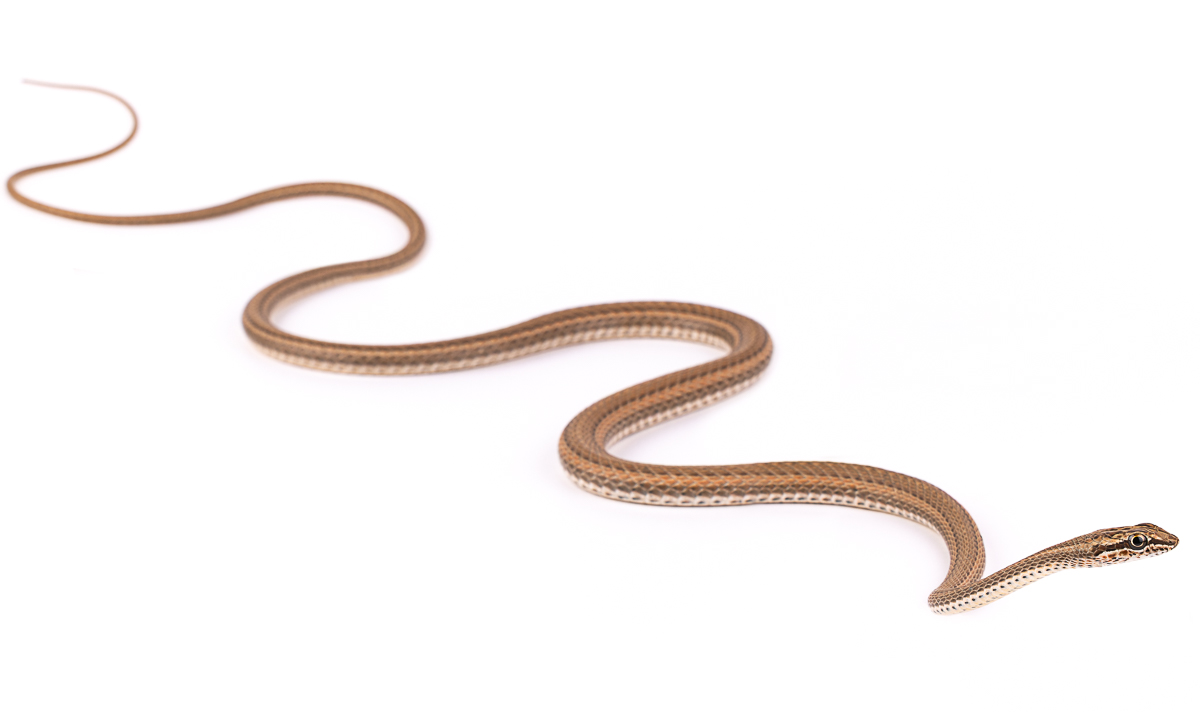 Schokari Sand Racer (Psammophis schokari), Morocco