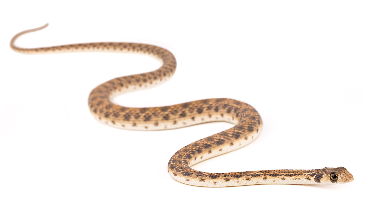 Moila False Cobra (Rhagerhis moilensis), Morocco