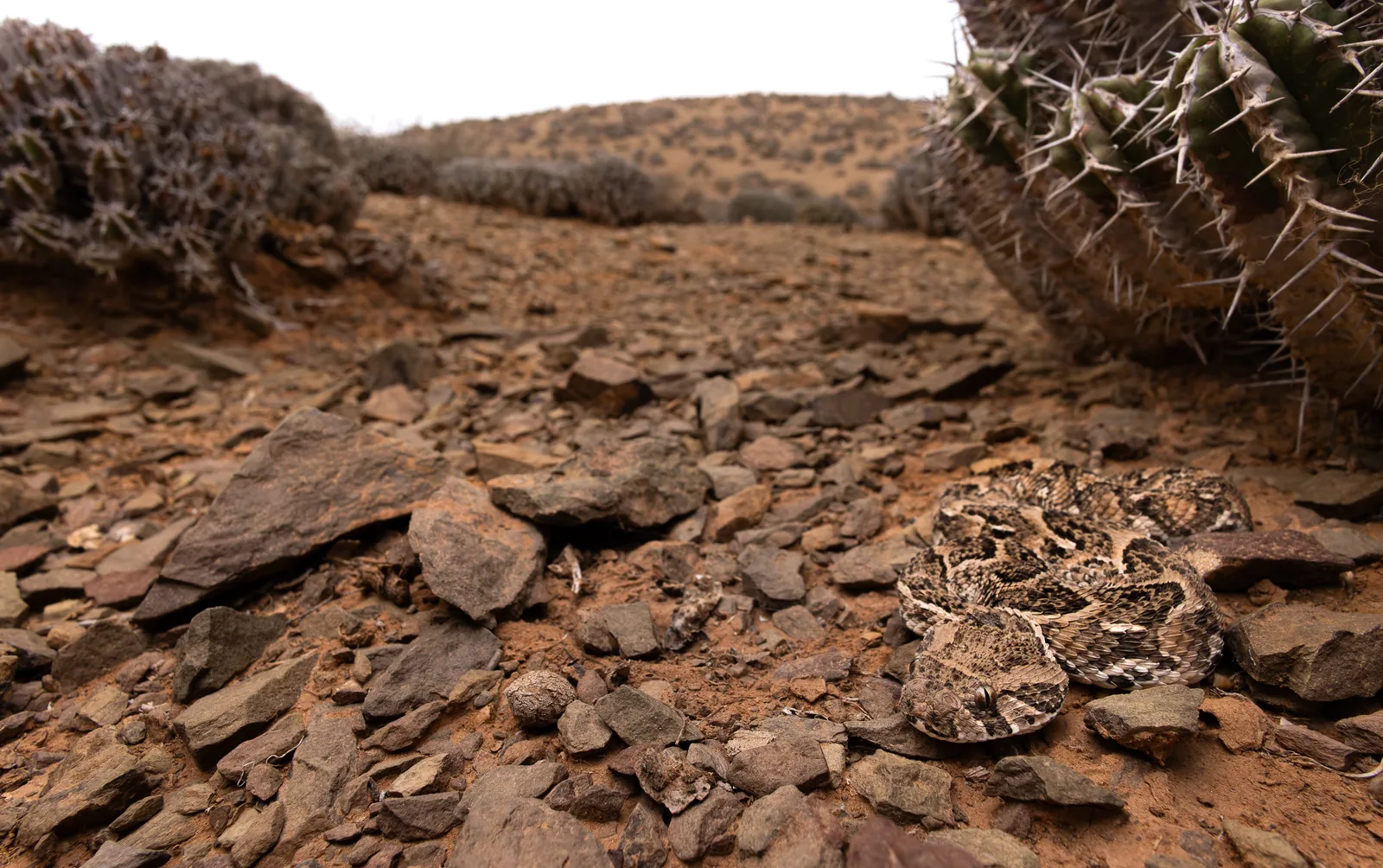 فرد صغير من الأفعى النفاثة (Bitis arietans) في موطن صخري نموذجي بنبات الفربيون، جهة كلميم، المغرب