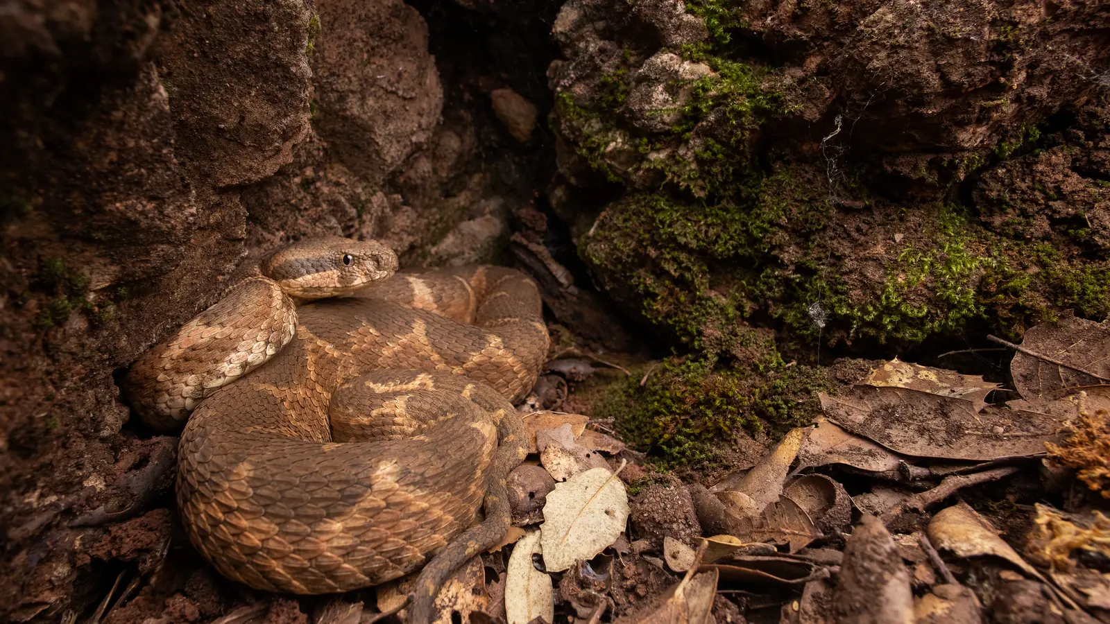 الأفعى الموريطانية (Daboia mauritanica) بجوار تجويف صخري في غابة بلّوط، المنتزه الوطني لتازكة، المغرب