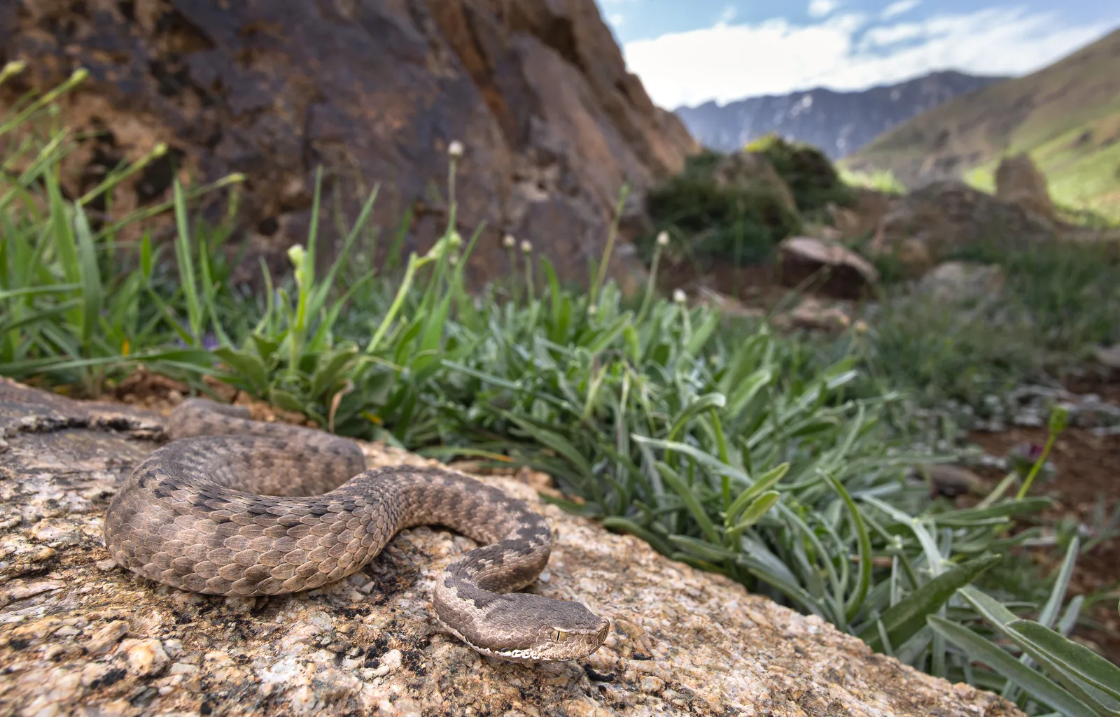 أفعى الأطلس القزمة (Vipera monticola) على ارتفاع 2600 م في جبال الأطلس الكبير، المغرب