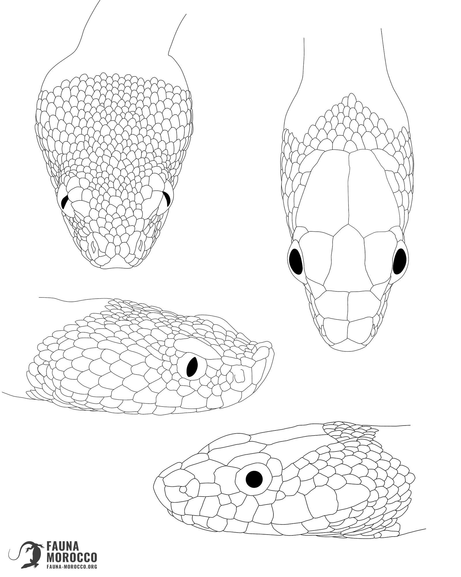 Heads of vipers and harmless snakes of Morocco, reference plate