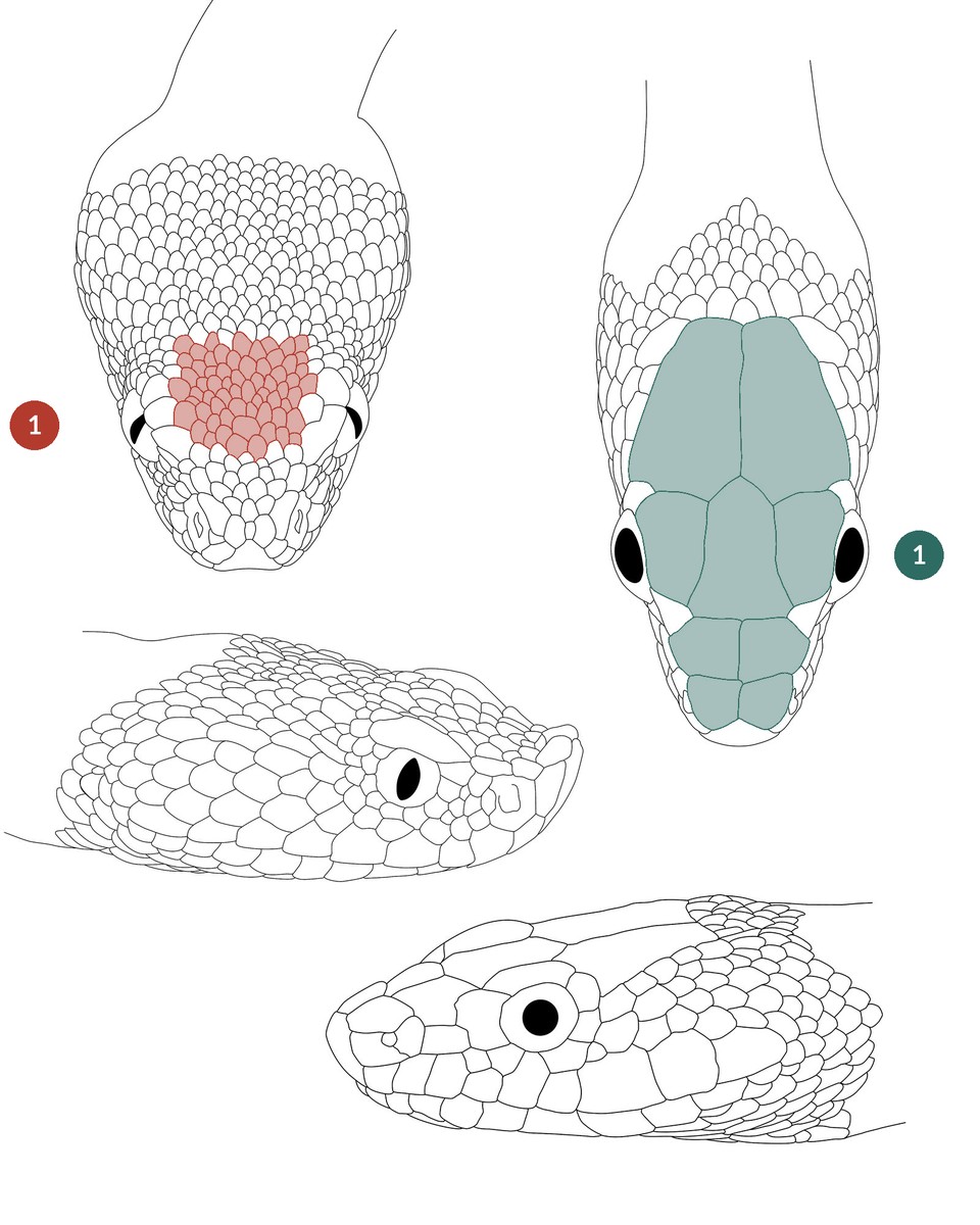 Heads of vipers and harmless snakes of Morocco, head scales highlighted