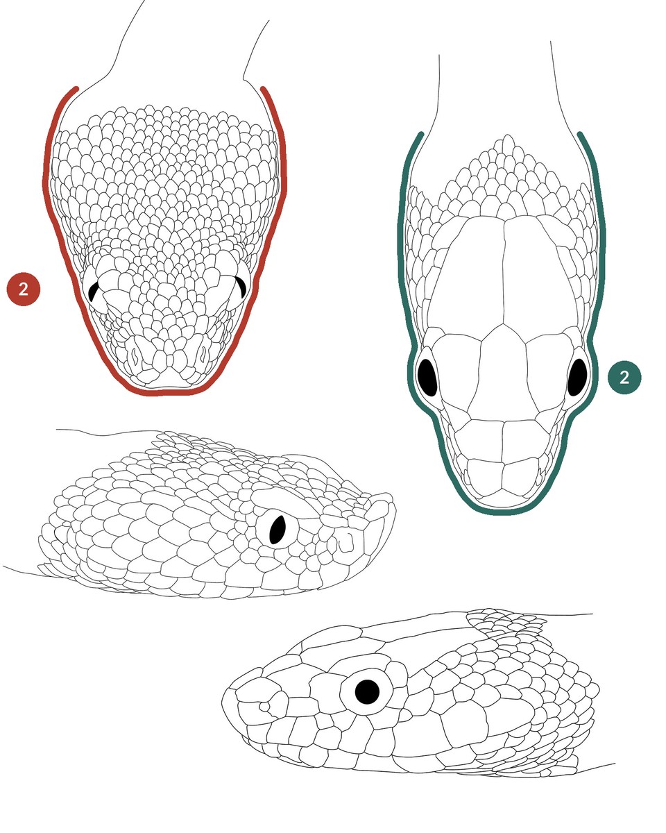 Heads of vipers and harmless snakes of Morocco, head shape highlighted