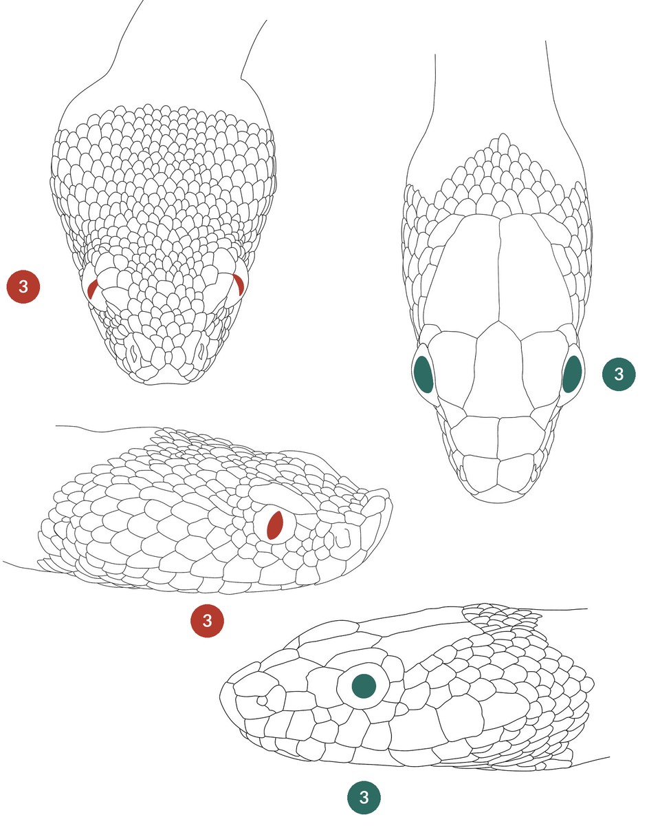 Heads of vipers and harmless snakes of Morocco, eyes highlighted