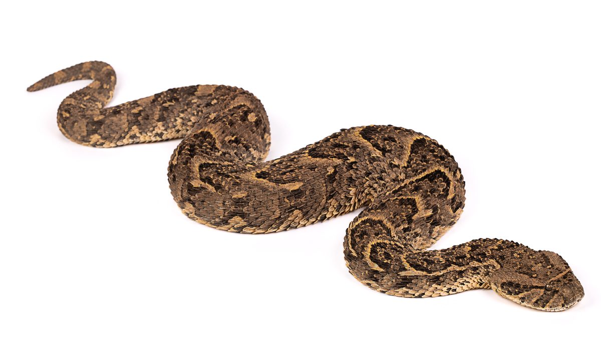 Bitis arietans Puff Adder Morocco - Venomous Viper