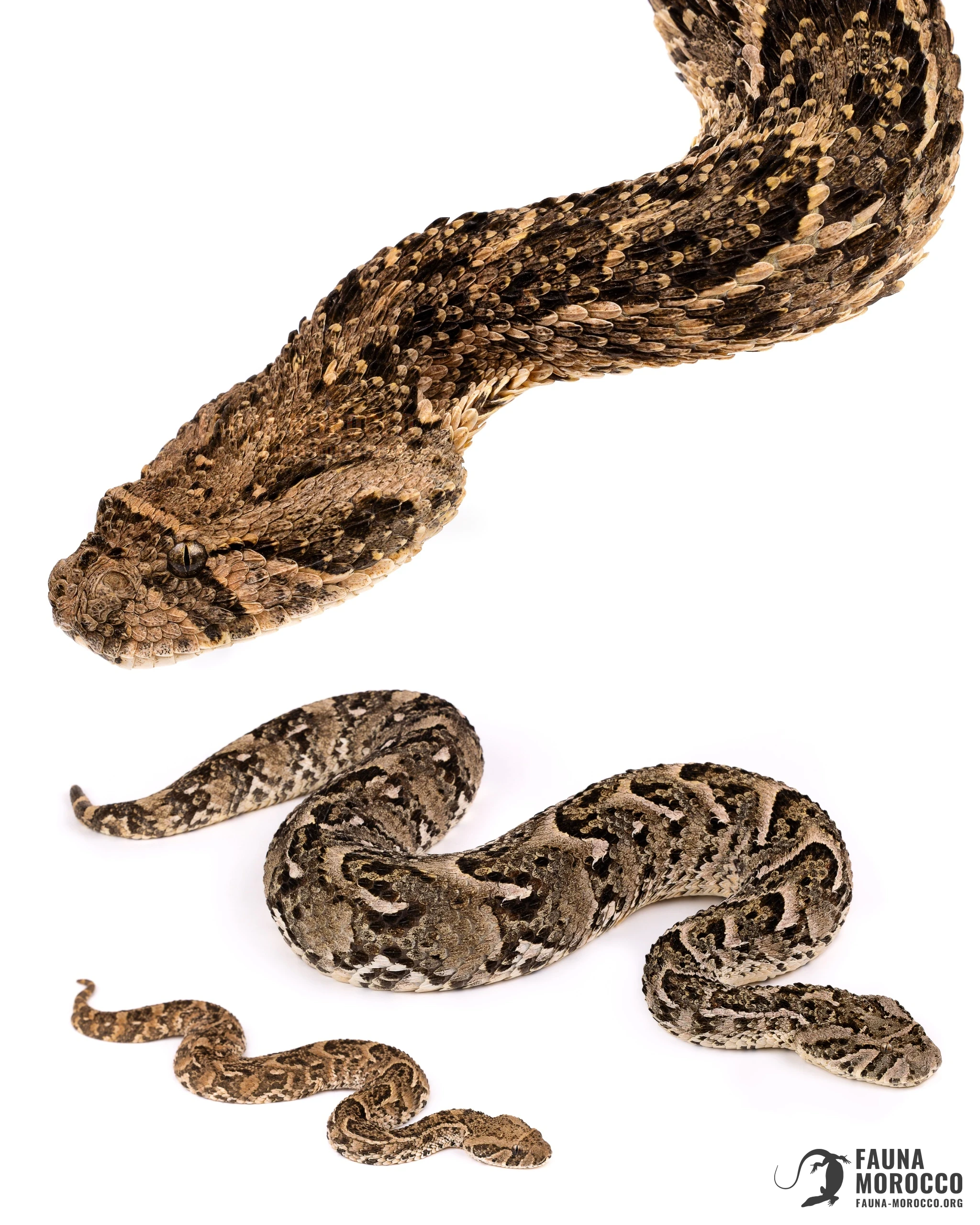 Puff Adder (Bitis arietans), Morocco
