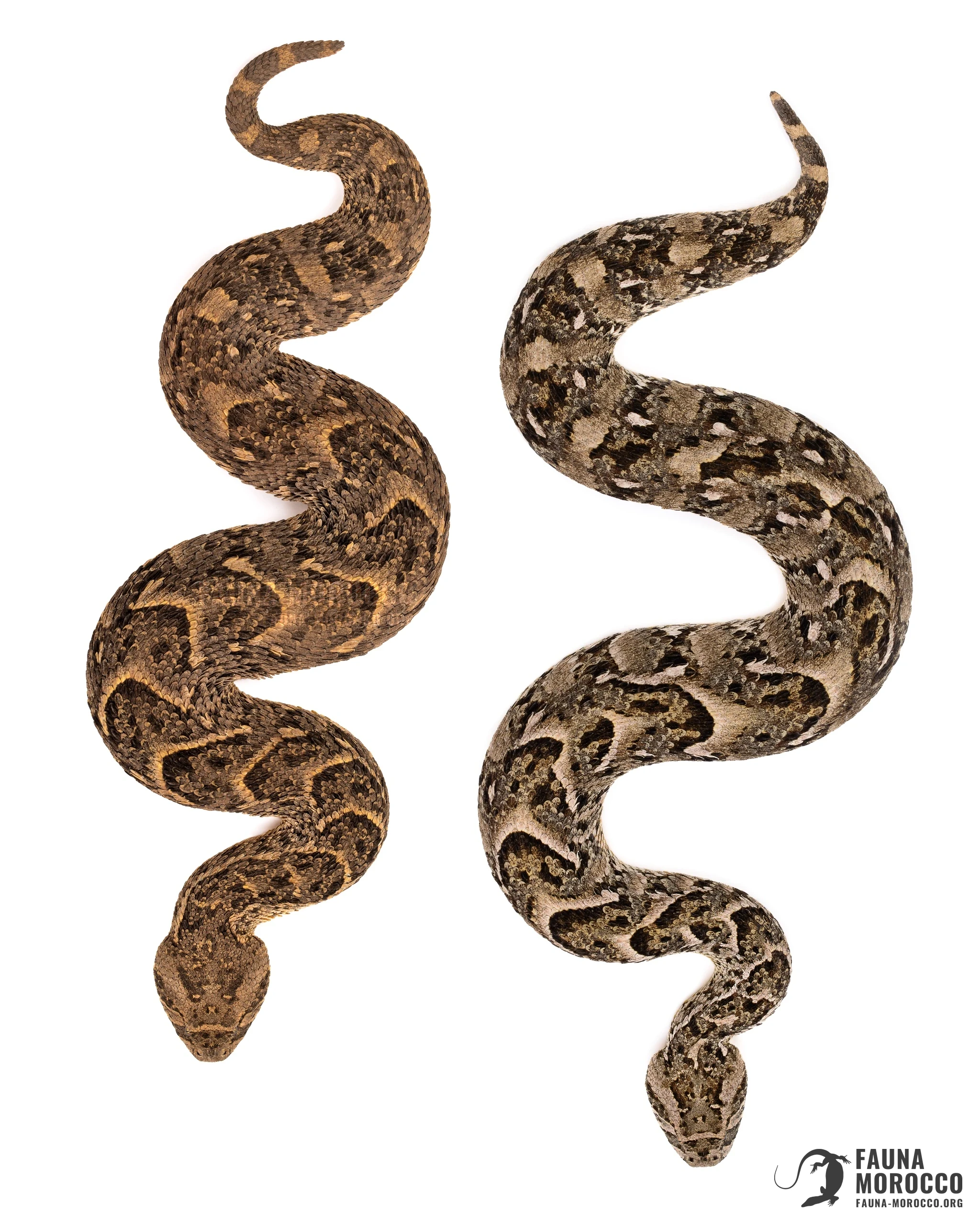 Two Puff Adders (Bitis arietans) seen from above