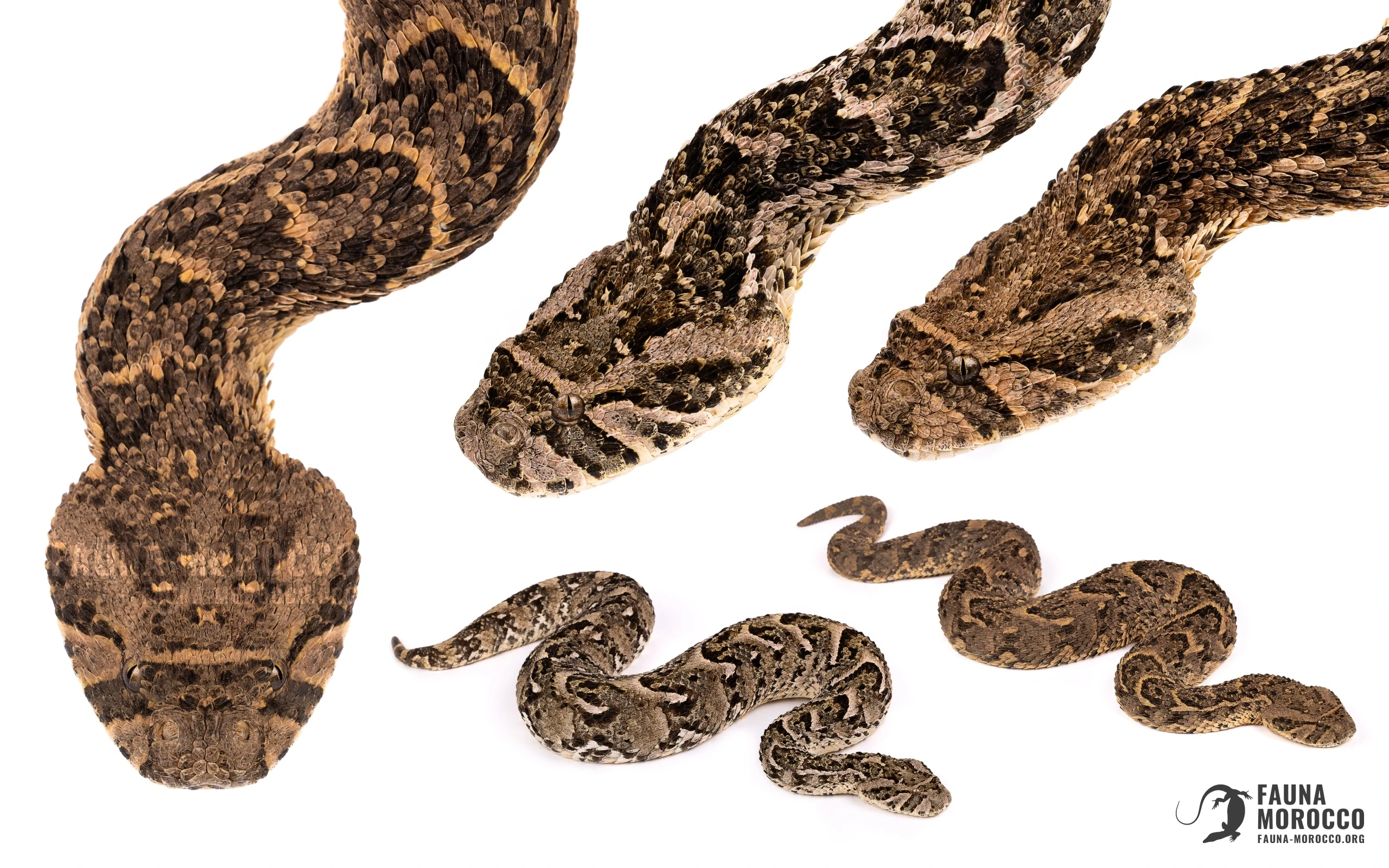 Several Puff Adders (Bitis arietans) from Morocco showing colour variation