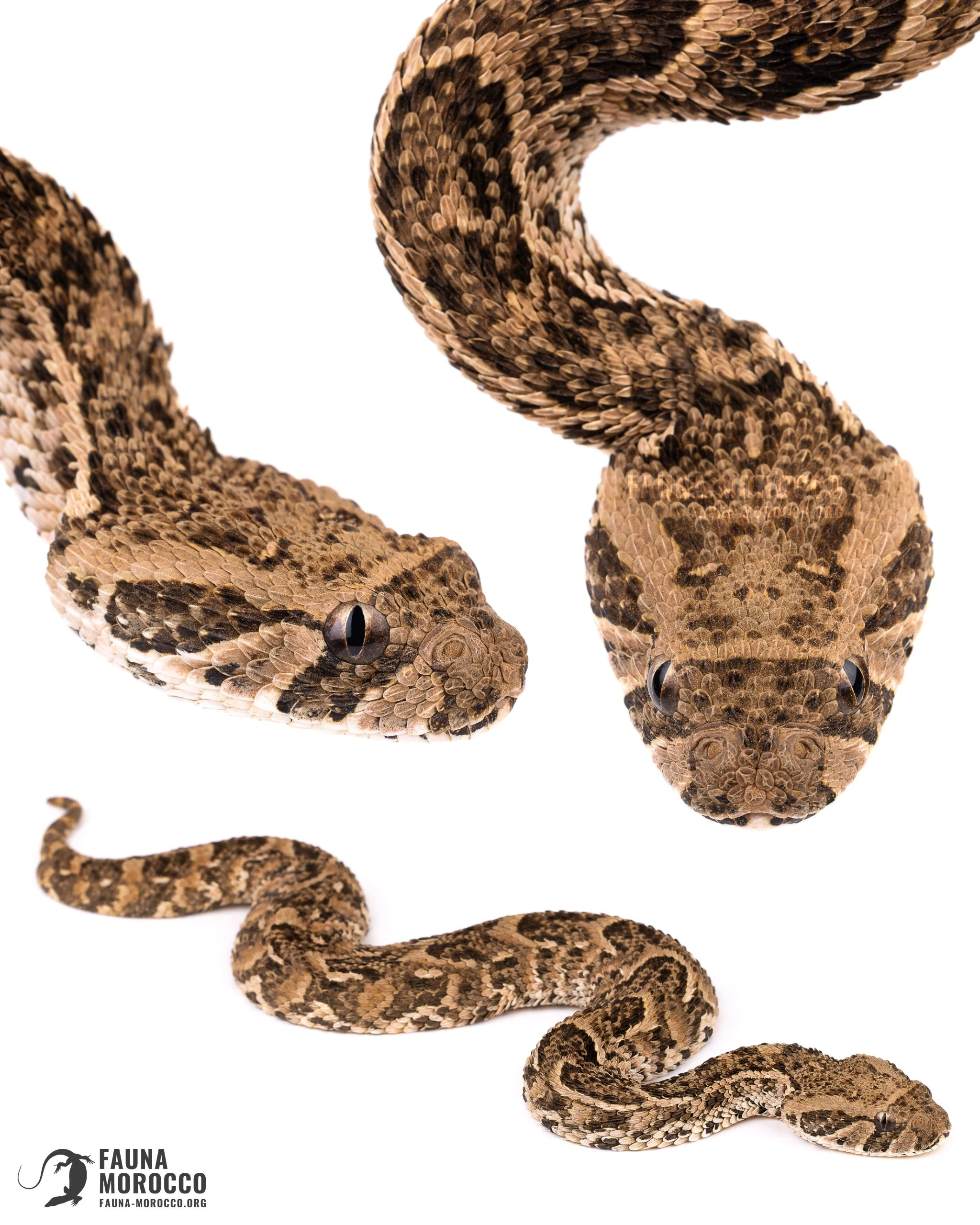 Juvenile Puff Adder (Bitis arietans) with proportionally large eyes