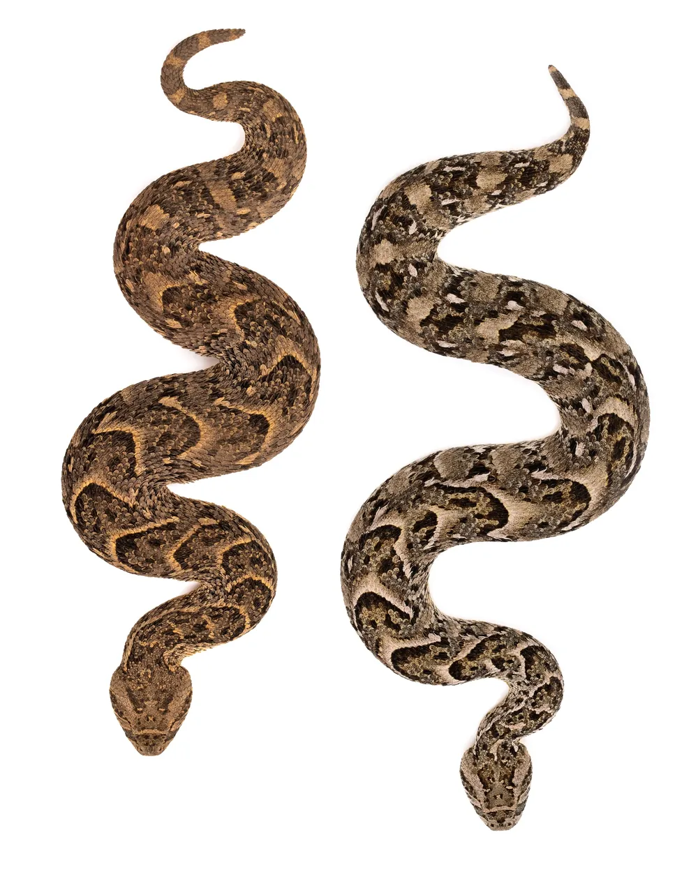 Two Puff Adders (Bitis arietans) seen from above