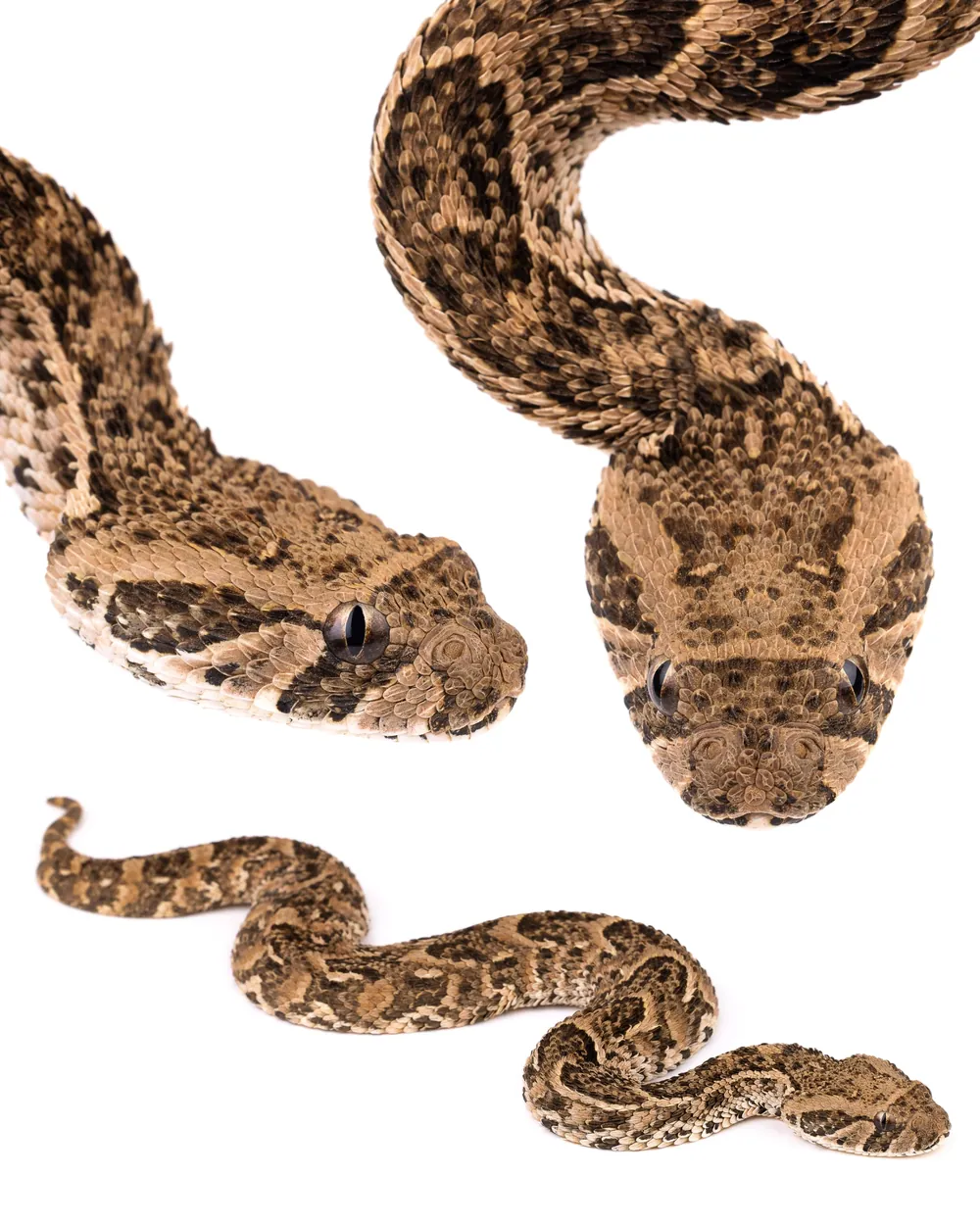 Juvenile Puff Adder (Bitis arietans) with proportionally large eyes