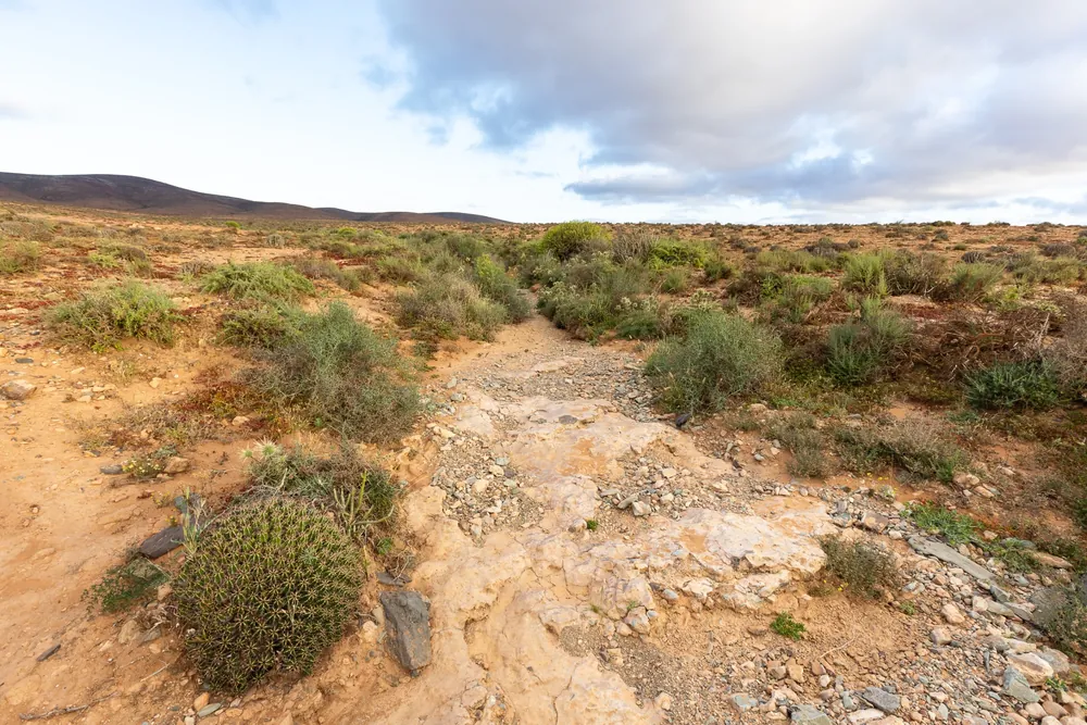 Euphorbia plain between Guelmim and Sidi Ifni, Puff Adder habitat