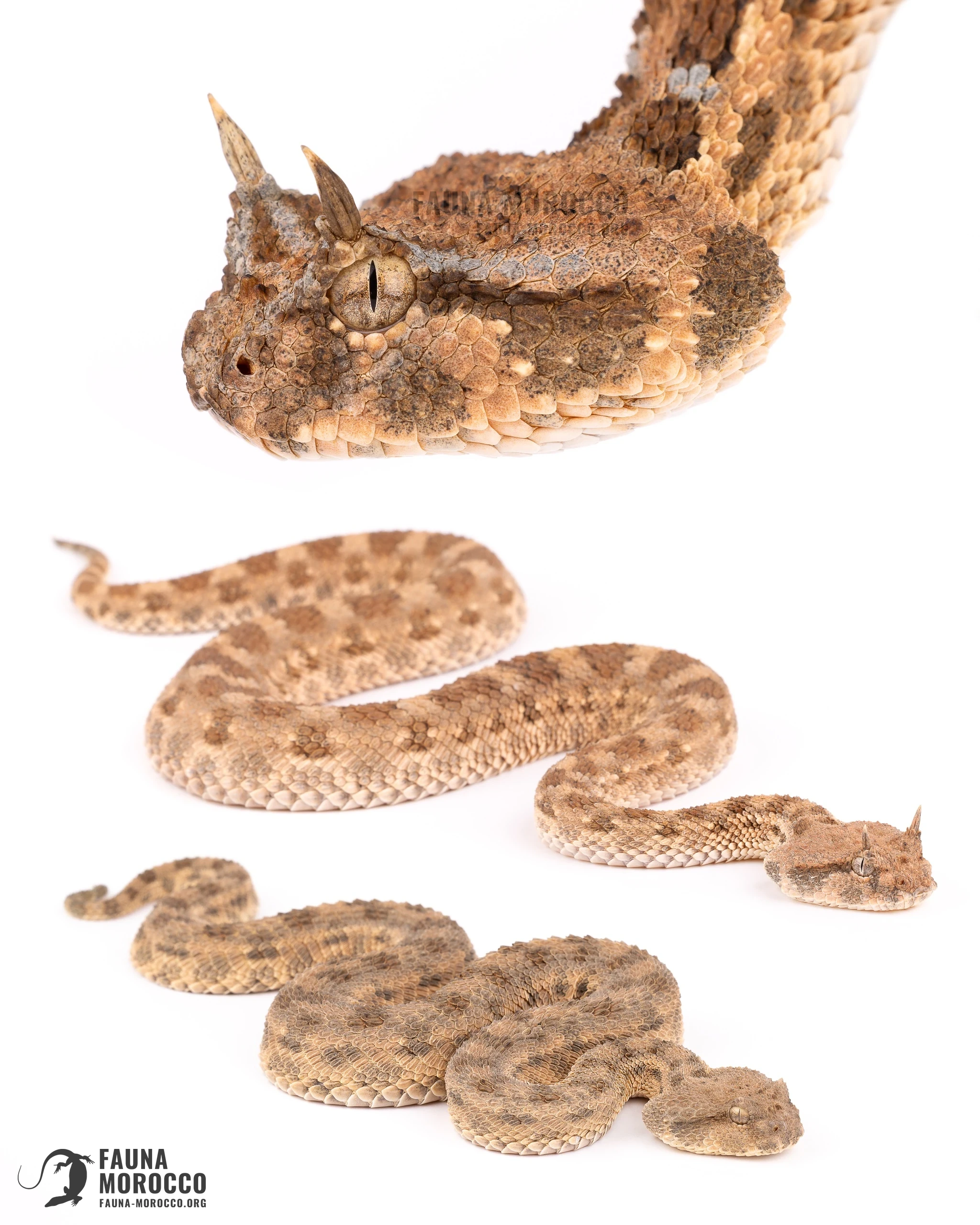 Sahara Horned Viper (Cerastes cerastes), Morocco