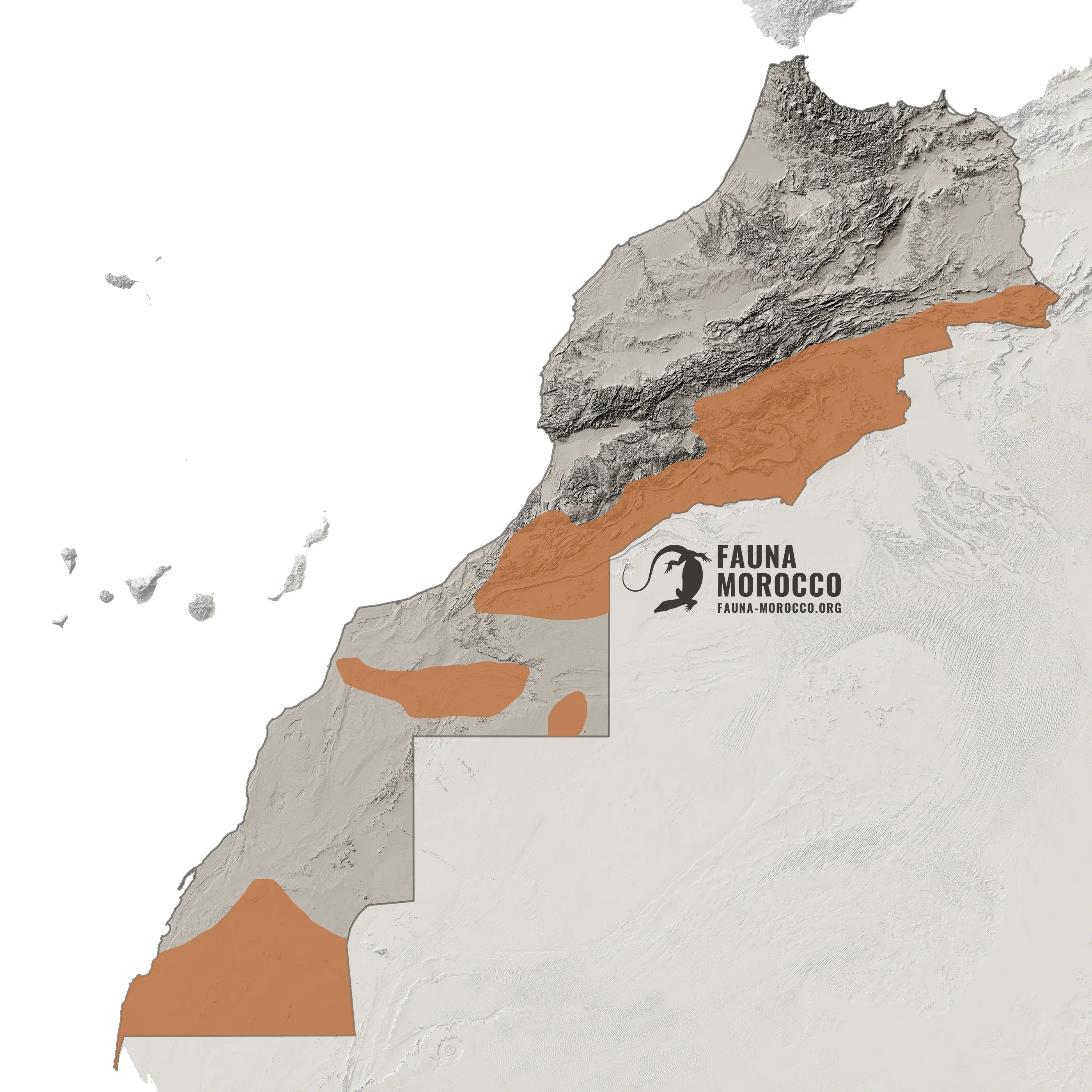 Sahara Horned Viper (Cerastes cerastes) range map in Morocco