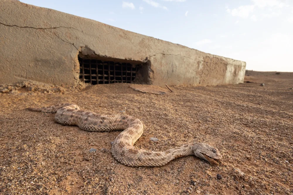 Sahara Horned Viper killed at the bottom of a water reservoir, Morocco