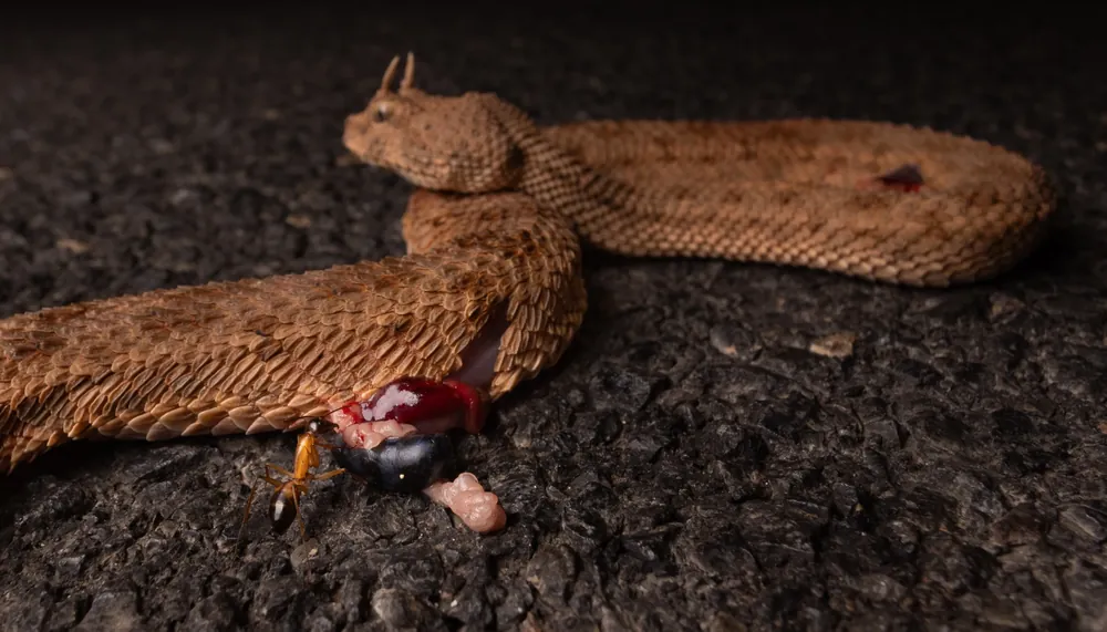 Sahara Horned Viper run over on the road, Morocco