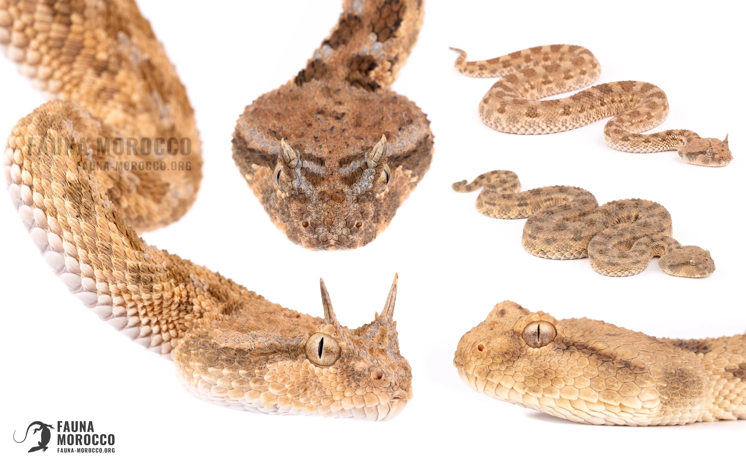 Several Sahara Horned Vipers (Cerastes cerastes), including the hornless mutila morph