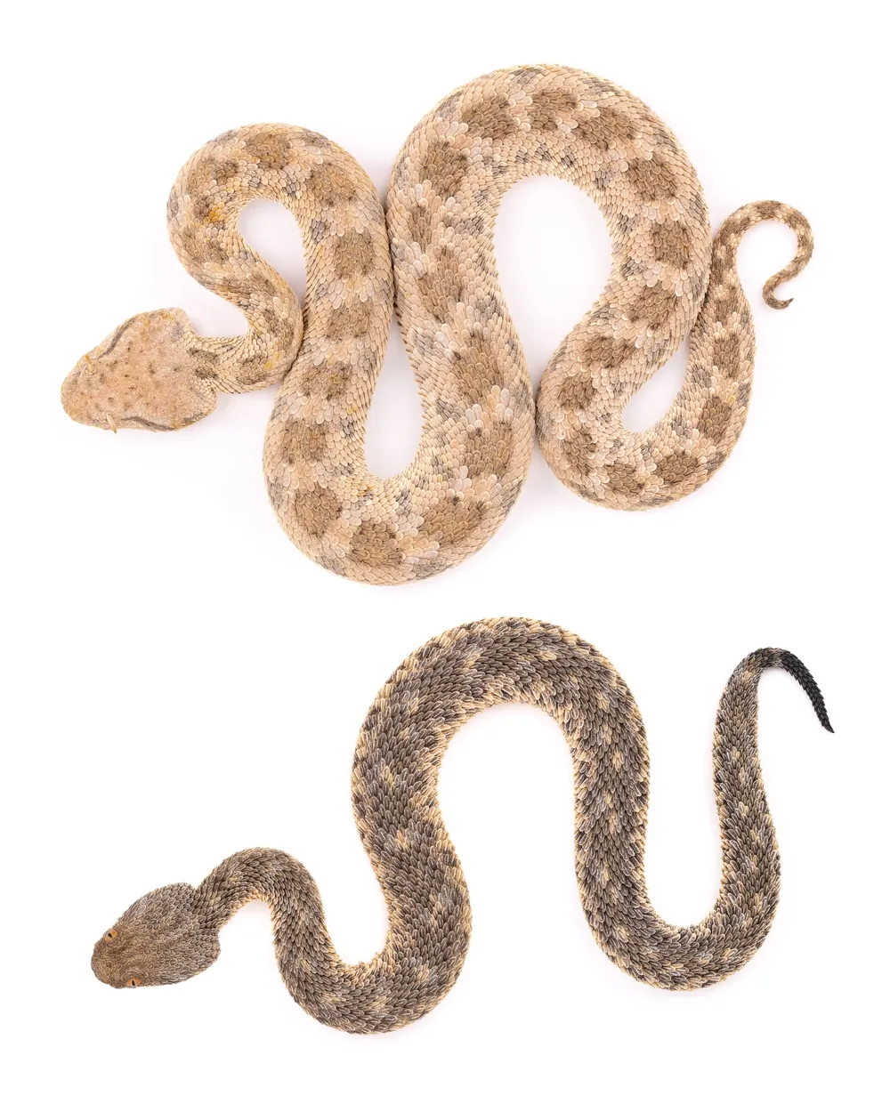 Vipère à cornes du Sahara (Cerastes cerastes) et Vipère des sables (Cerastes vipera) comparées, placement des yeux