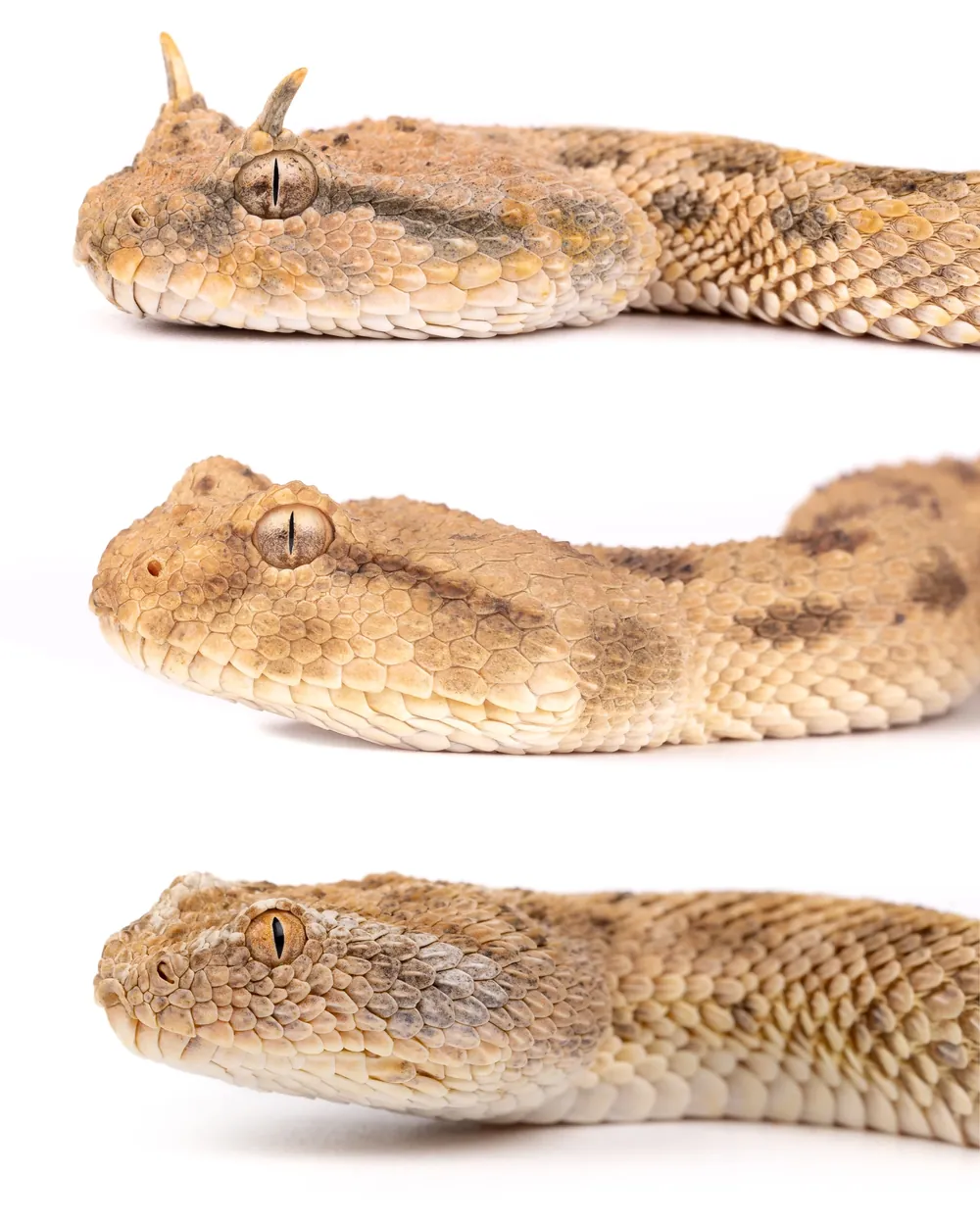 Vipères à cornes du Sahara (Cerastes cerastes) dont la forme mutila, et une Vipère des sables (Cerastes vipera) en bas
