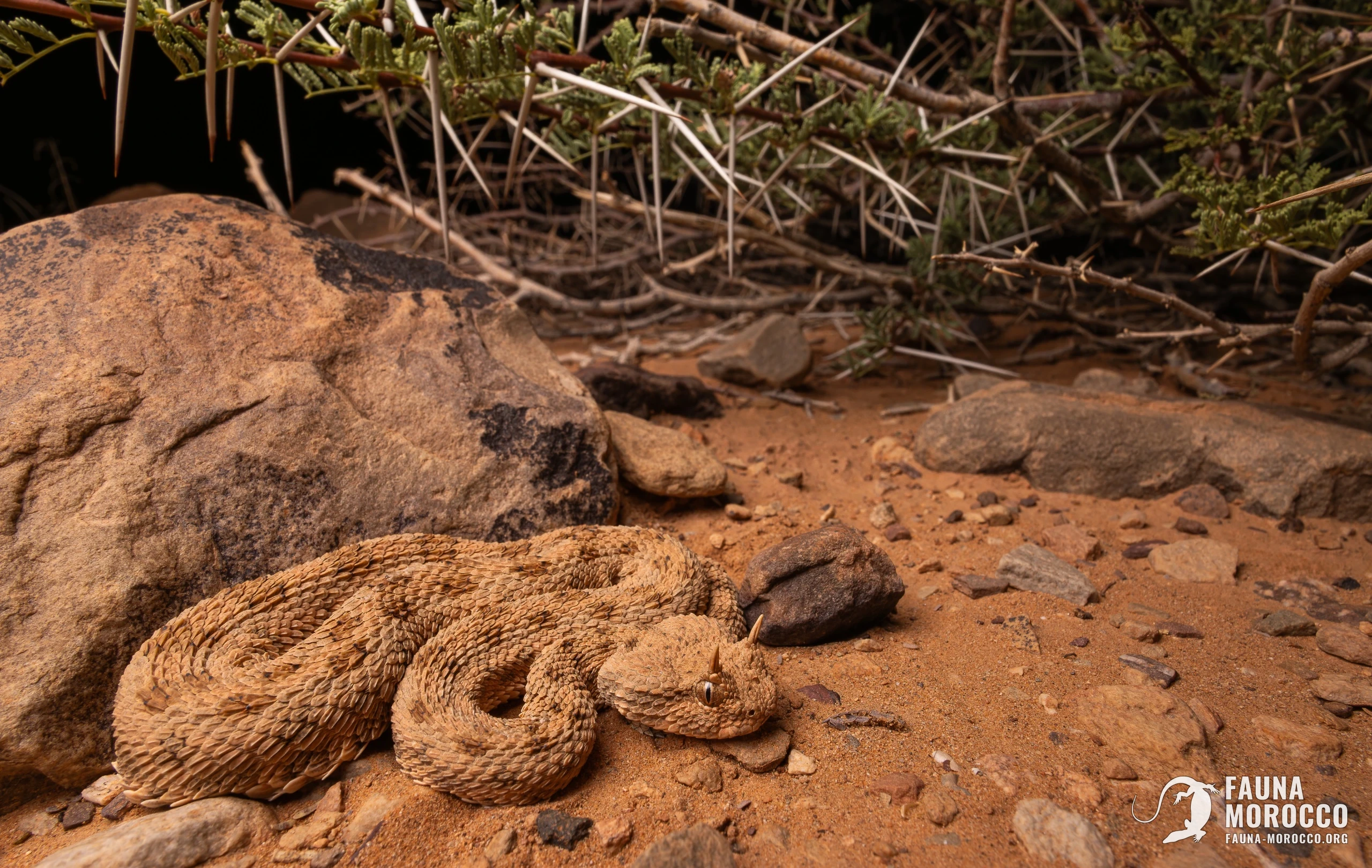 Sahara Horned Viper under an acacia north of Assa, Morocco