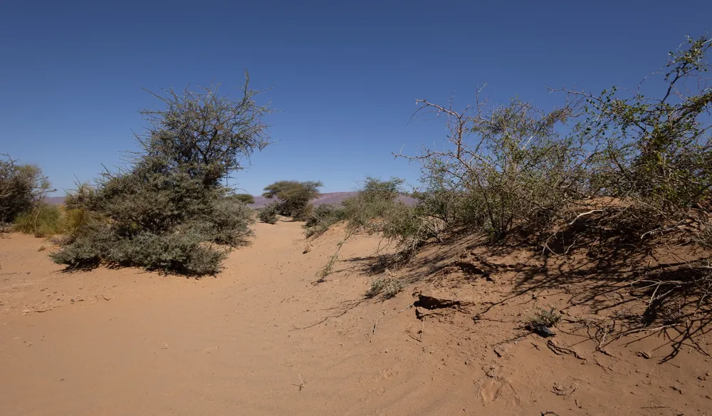 Sandy habitat with bushes between Assa and Akka, Morocco