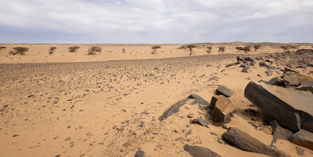 Sandy habitat of the Sahara Horned Viper around Smara, Morocco