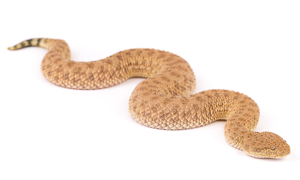 Cerastes vipera Sahara Sand Viper Morocco - Desert Snake