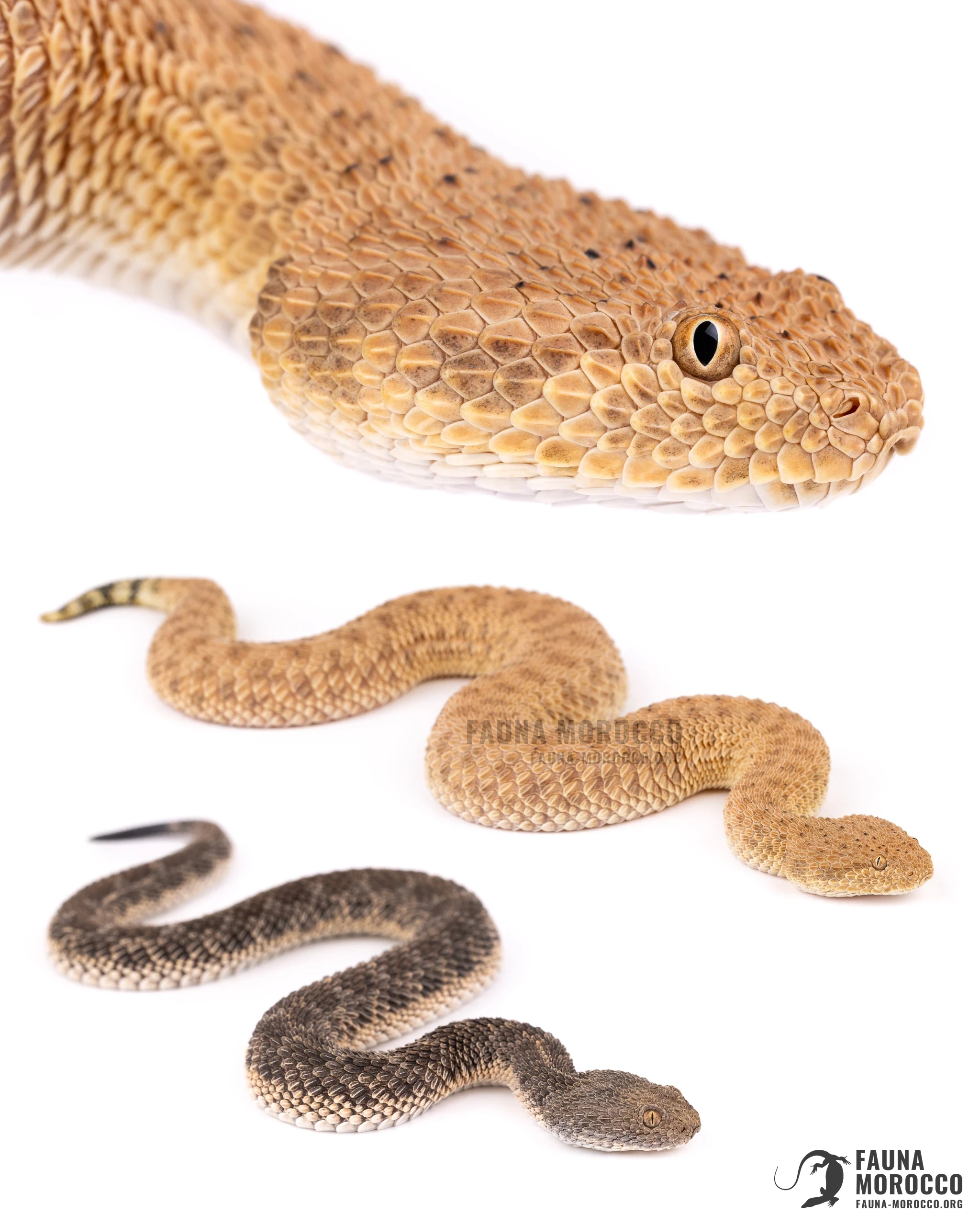 الأفعى القَرعَاء (Cerastes vipera)، المغرب