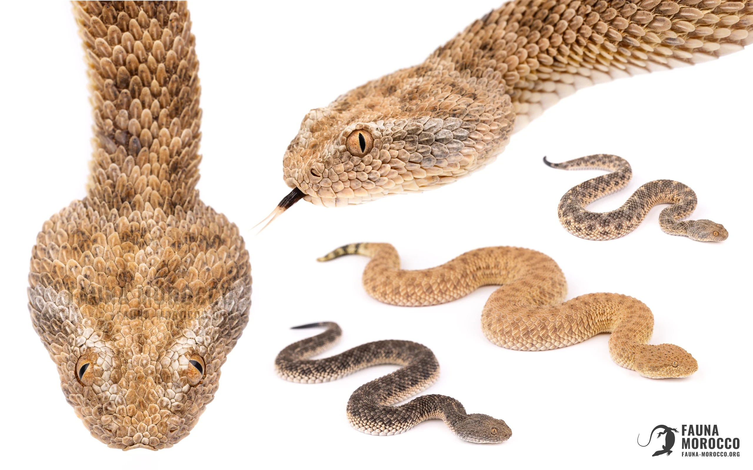 عدة أفراد من الأفعى القَرعَاء (Cerastes vipera) من المغرب على خلفية بيضاء، تُظهر تنوّع الألوان