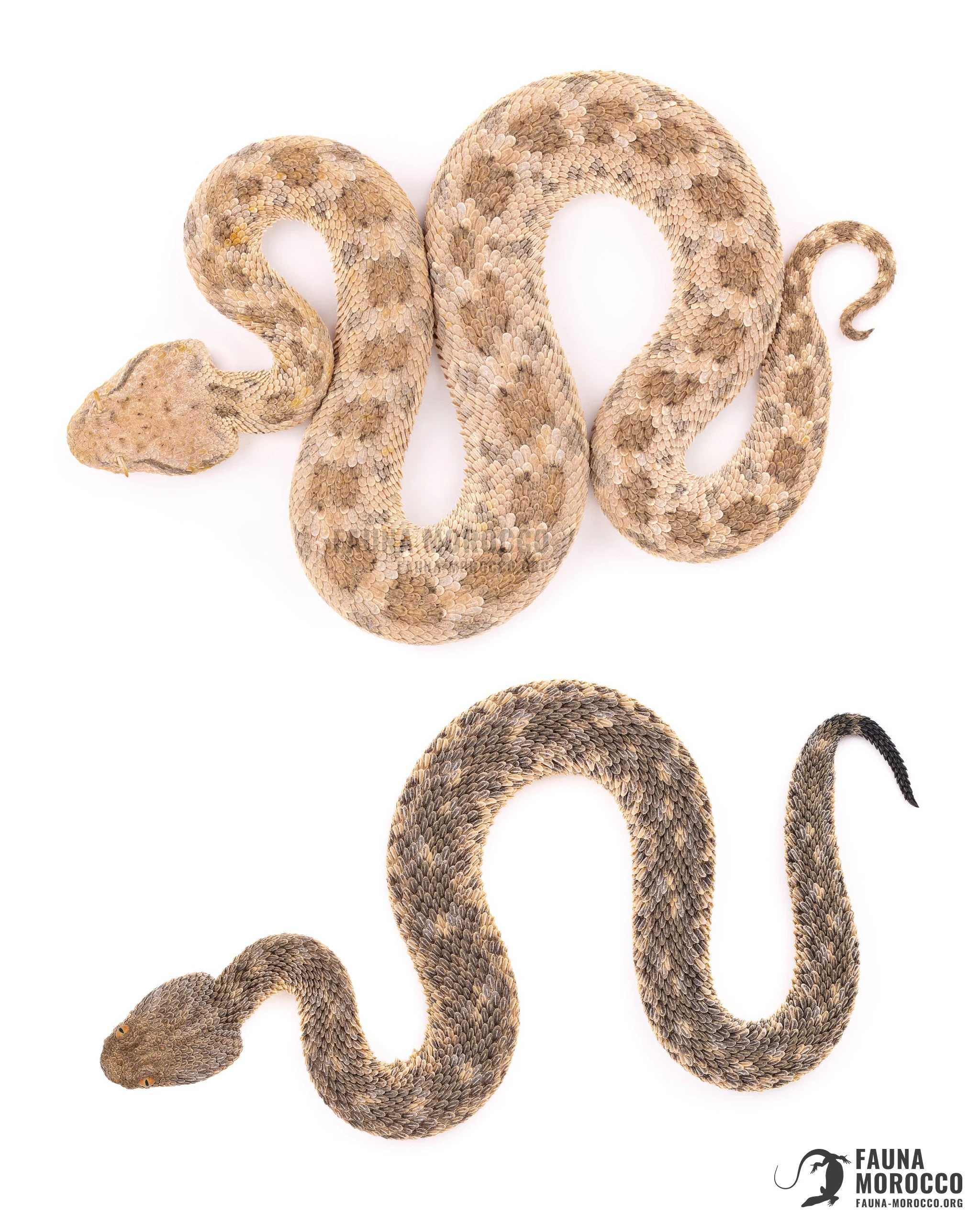 مقارنة بين الأفعى القَرعَاء (Cerastes vipera) والأفعى القرناء (Cerastes cerastes): موضع العينين