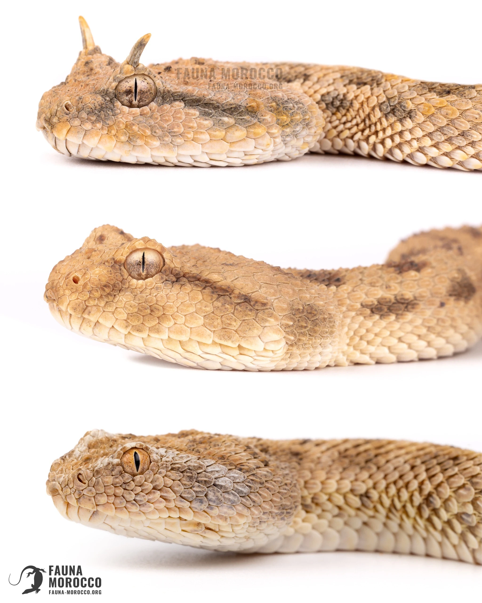 أفعى قَرعَاء (Cerastes vipera) تحت أفاعٍ قرناء صحراوية (Cerastes cerastes) ومنها صورة mutila